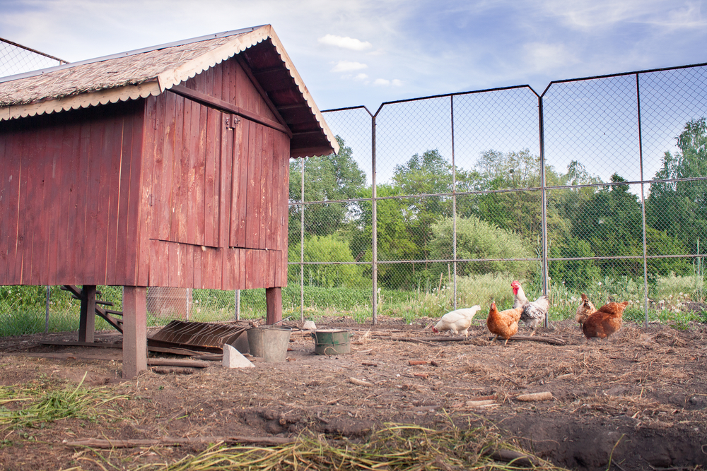 The Best Chicken Coop Option in a farm setting with several chickens enjoying the area around the coop