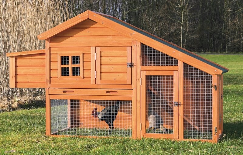 The Best Chicken Coop Option in an outdoor area with two chickens inside