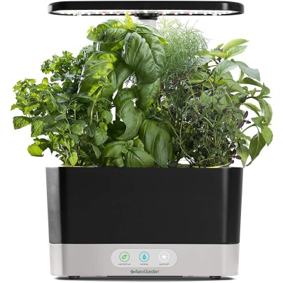 The AeroGarden Harvest Indoor Garden full of healthy-looking homegrown herbs on a white background.