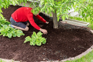 A person applying one of the best mulch options around a tree bed