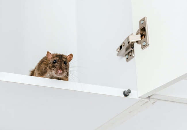 These 13 Pests Do the Most Damage to the Home