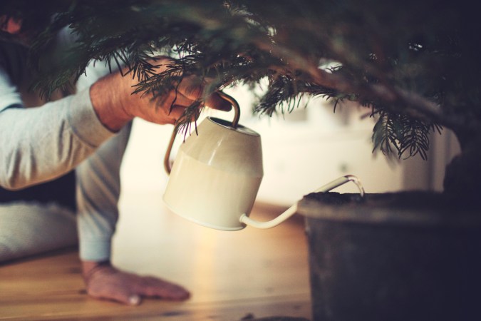 How to Make Your Christmas Tree Last All Season