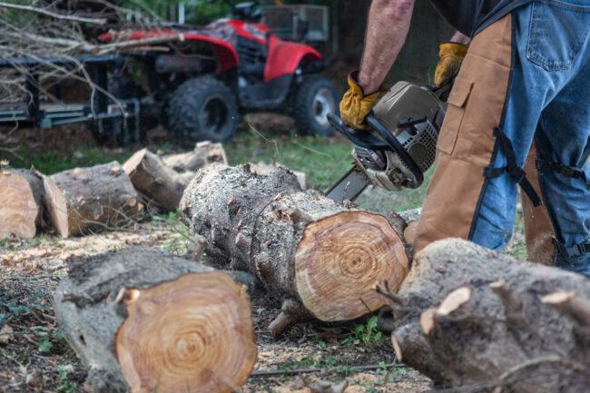 Logger lumberjack cutting logs with chainsaw chaps