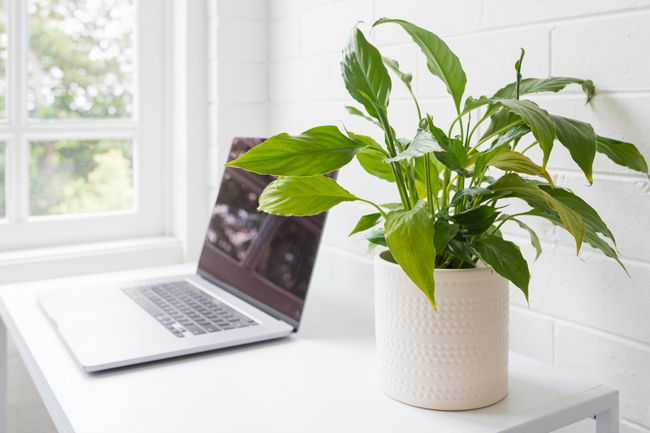 houseplant in white home office