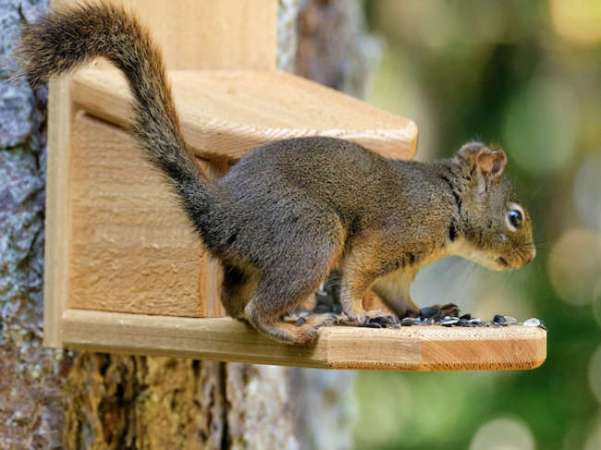13 DIY Squirrel Feeder Ideas for Your Yard