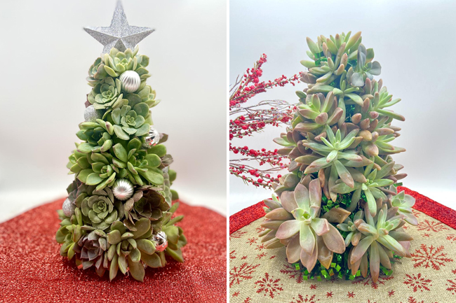 Move Over Poinsettias—Succulent Christmas Trees Are the New Go-To Holiday Houseplants