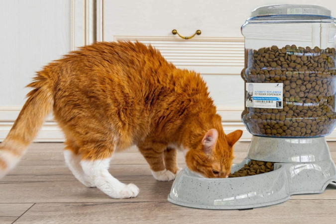 The Best Cat Shelter to Keep Your Pet Protected and Safe