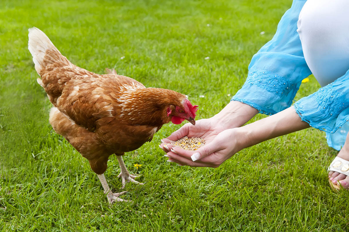 The Best Chicken Feed Options
