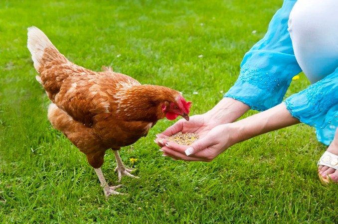 The Best Chicken Feeds for the Homestead