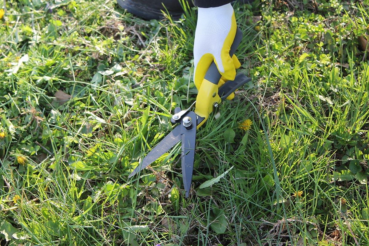 The Best Grass Shears Jardineer Handheld Grass Shears with blade open