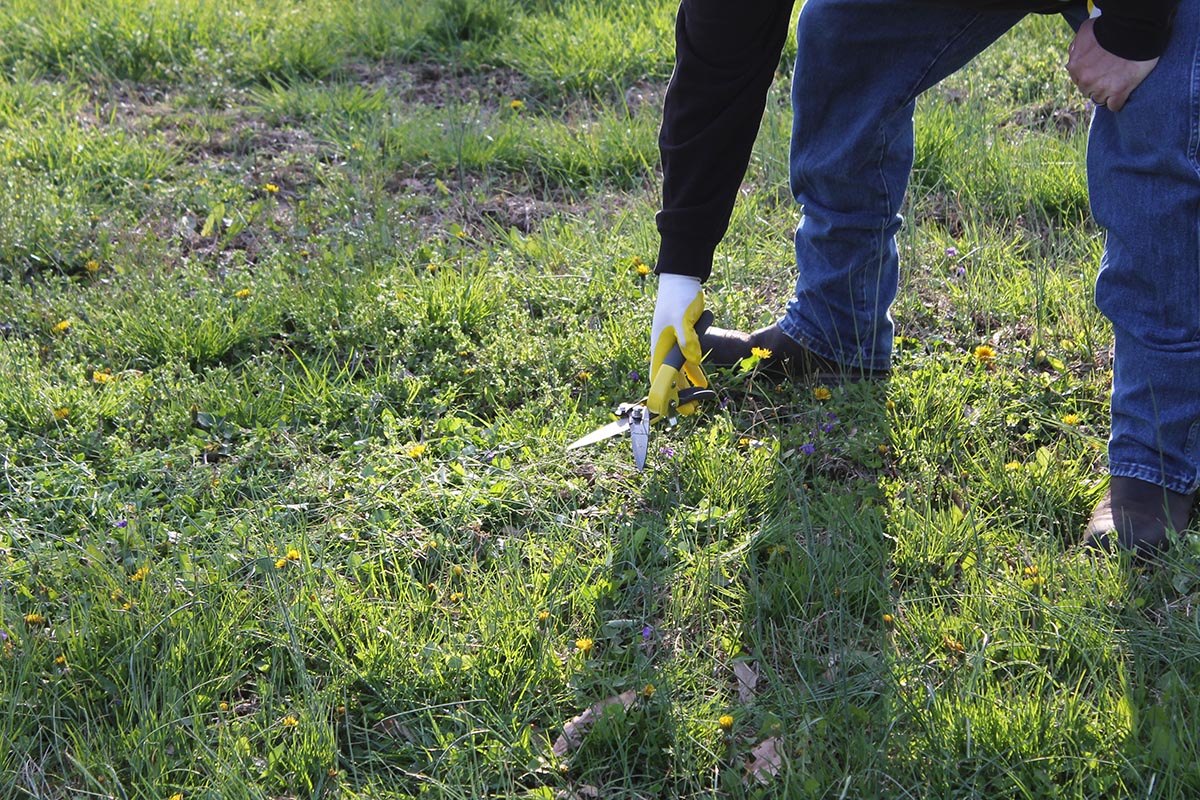 The Best Grass Shears Jardineer Handheld Grass Shears