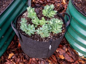 The Best Grow Bags