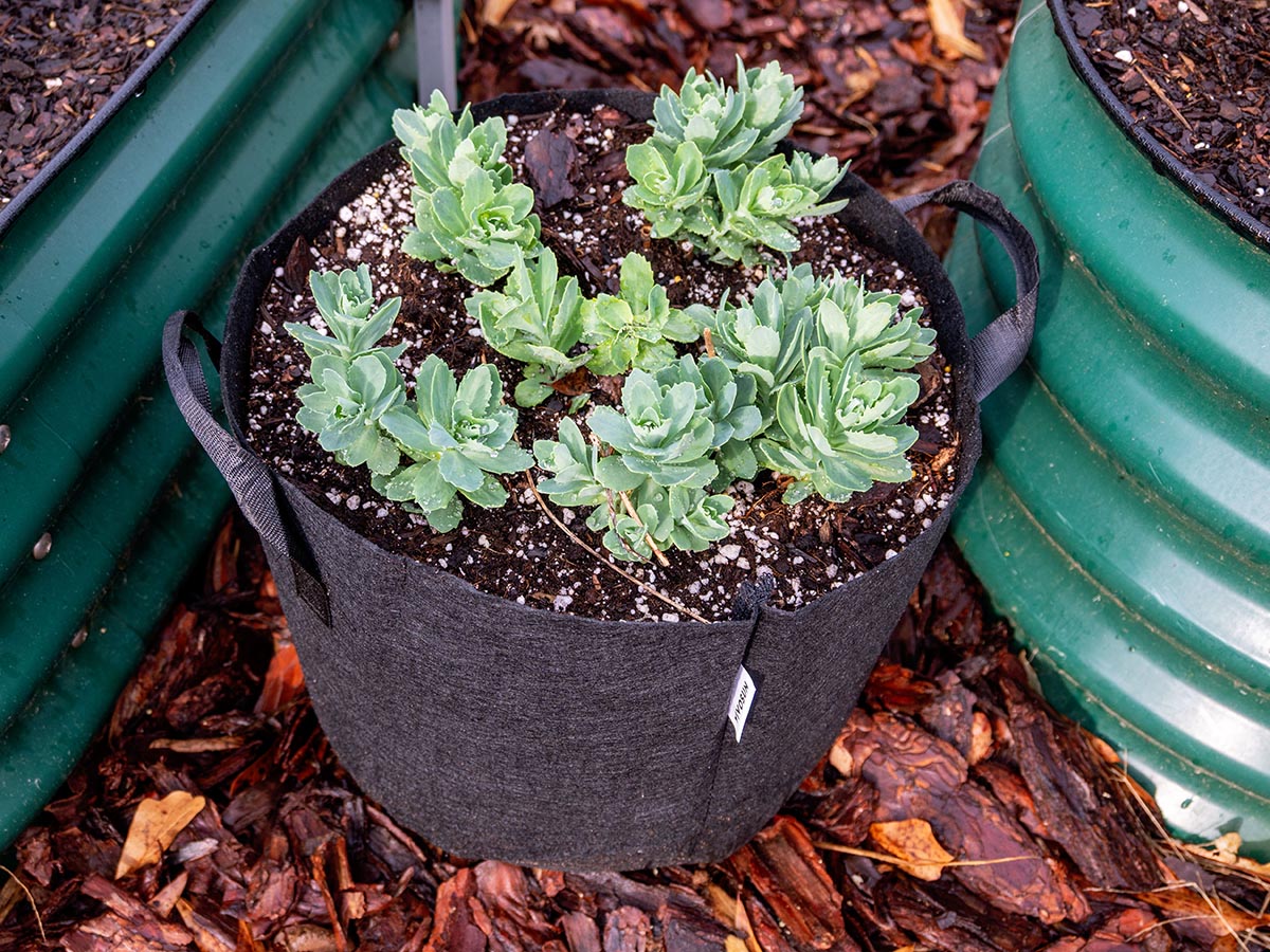 The Best Grow Bags