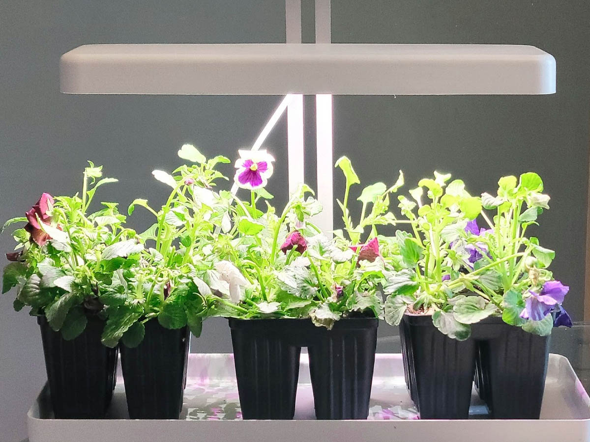 Several flowering petunia plants growing under the Torchstar LED Indoor Garden Kit.