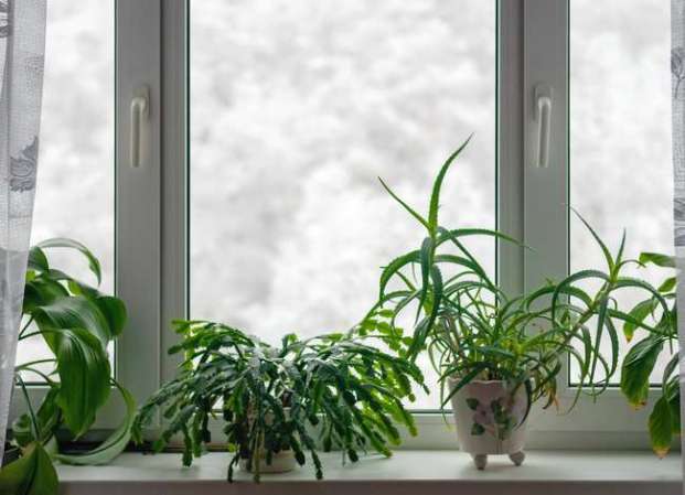 10 Low-Maintenance Houseplants to Keep Indoor Air Fresh
