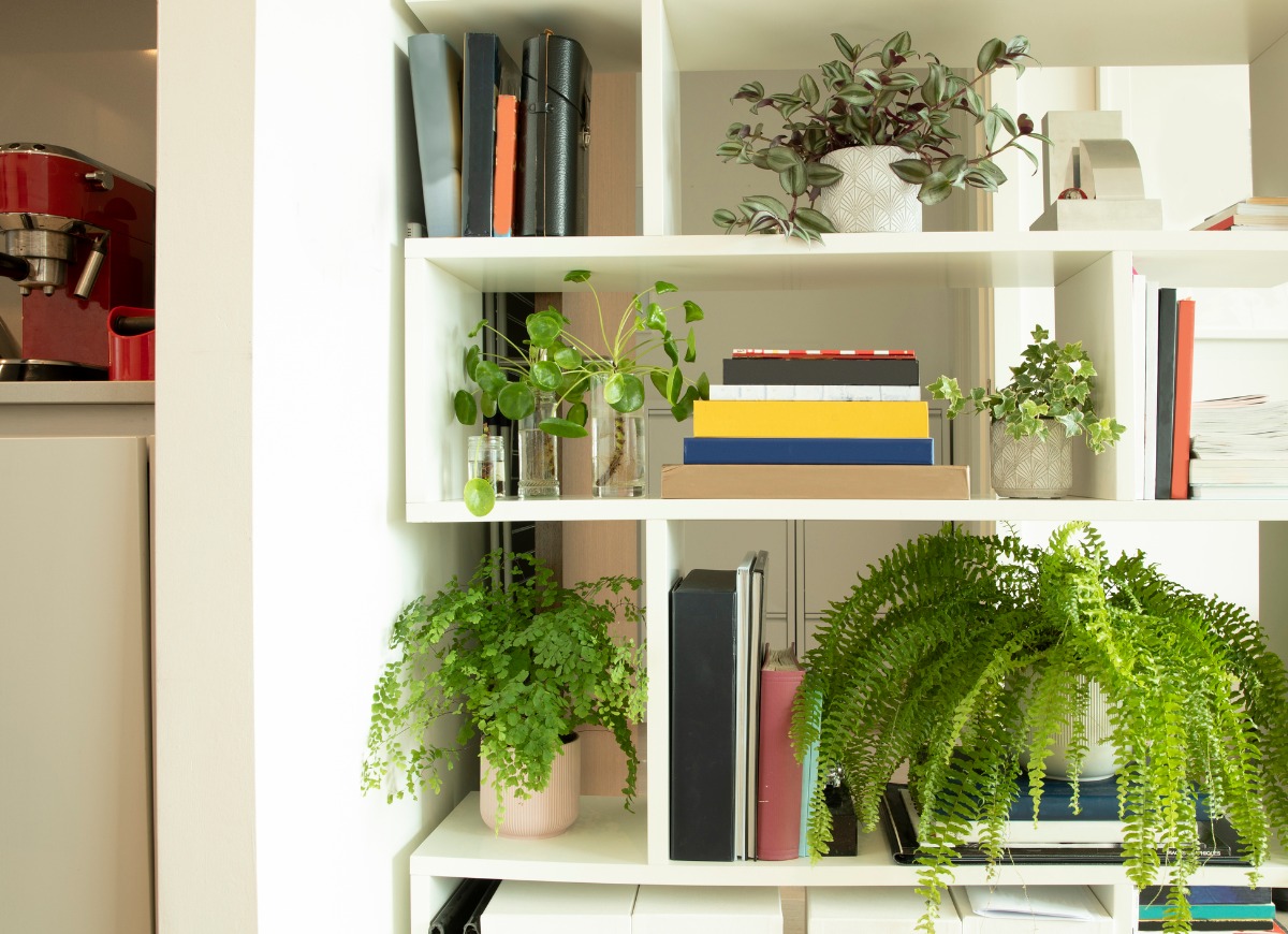 house plants on a book shelf