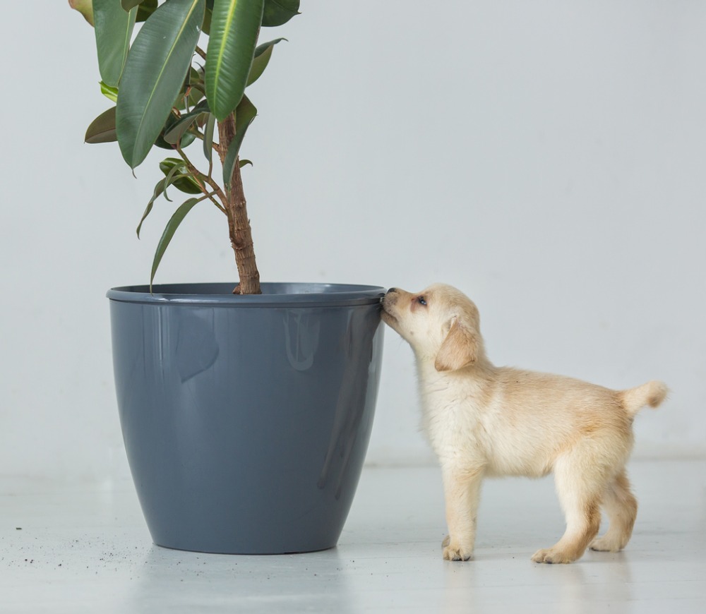 puppy looking at house plant