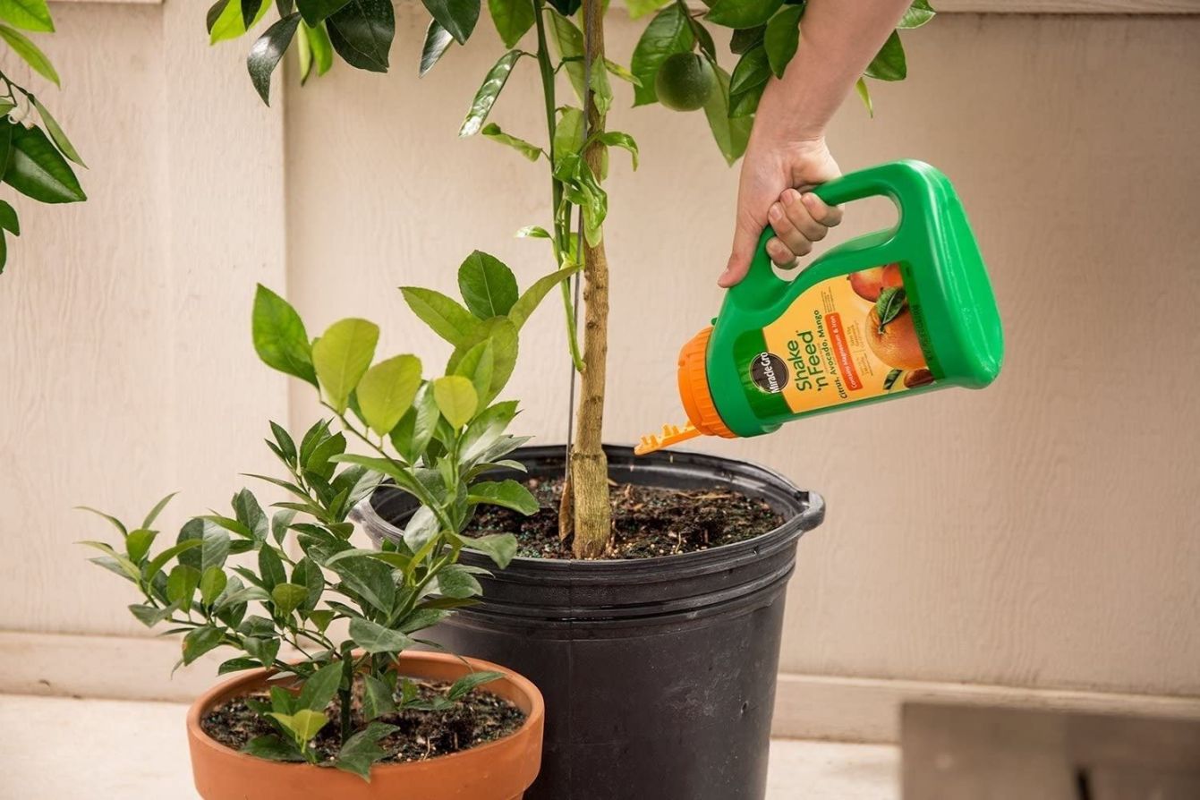 The Best Citrus Fertilizer Options by Bob Vila