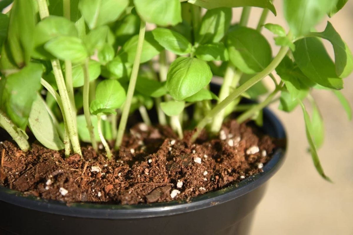 The Best Soil For Growing Vegetables Option