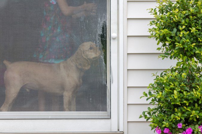 A person and their dog stand behind a damaged screen door.