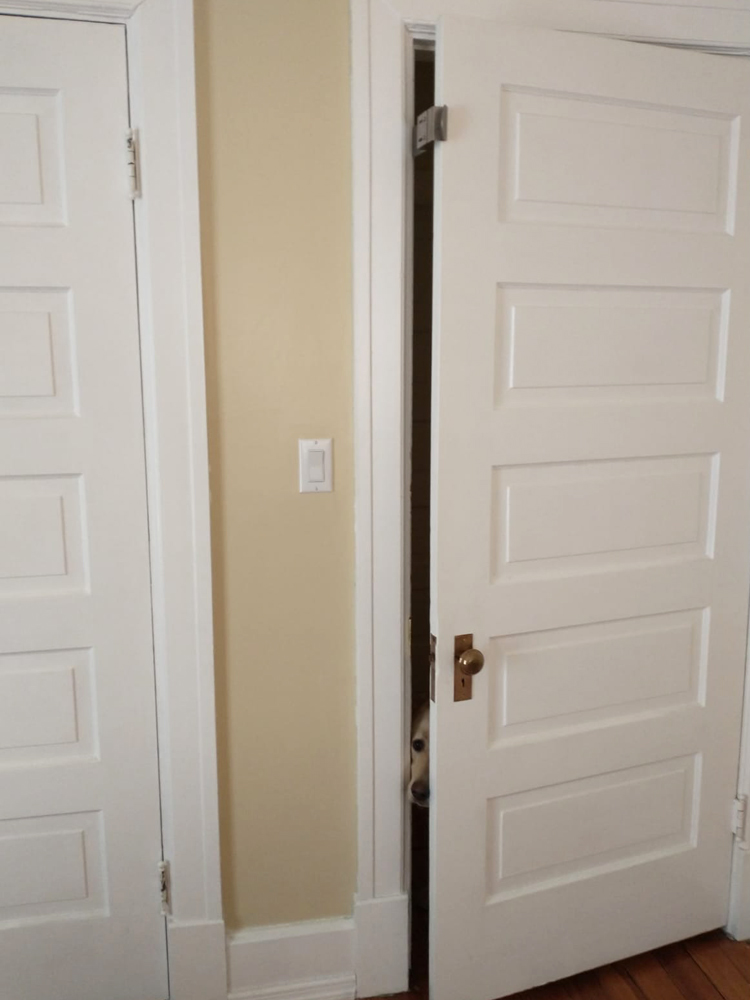 Door latch blocking dog from entering room