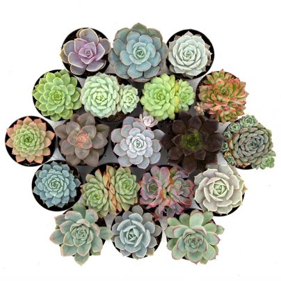 The Best Indoor Succulent Options: Leaf & Clay ‘Awesome Echeveria’ Pack