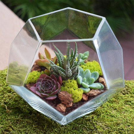 Simply Succulents Crystal Terrarium Kit