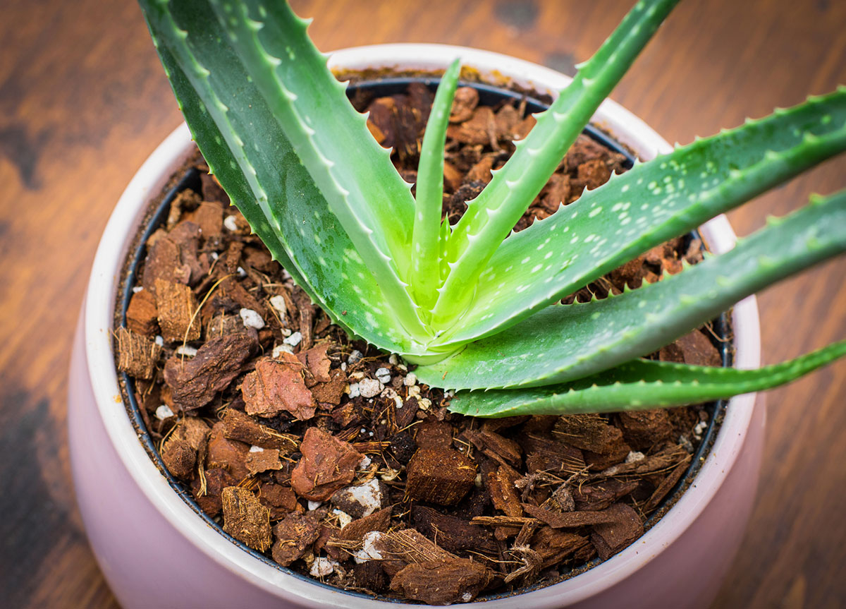 The Best Pots for Aloe Plants Options