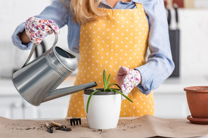 The 31 Best Gifts for Plant Lovers All Dedicated Plant Parents Will Love