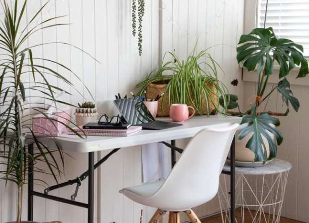 The 12 Hottest Houseplants for Your Home Office, According to the Masses