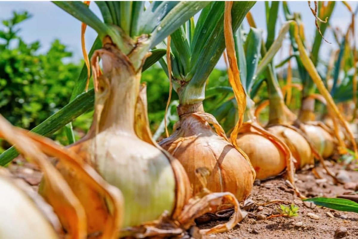 A row of Candy onions growing in a patch.