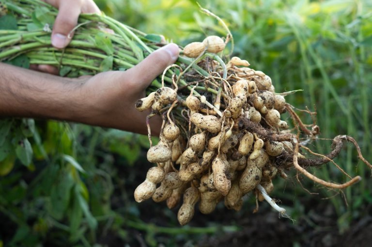 Farmer holding a bunch of freshly harvested peanuts.