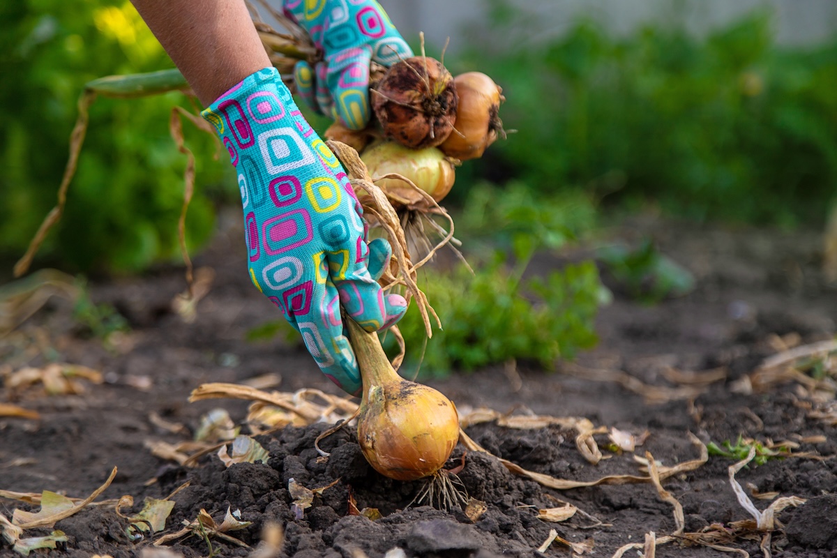 A gardener with funky gloves pulls onions from a garden.