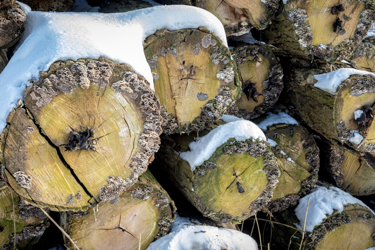 Stacks of logs with snow.