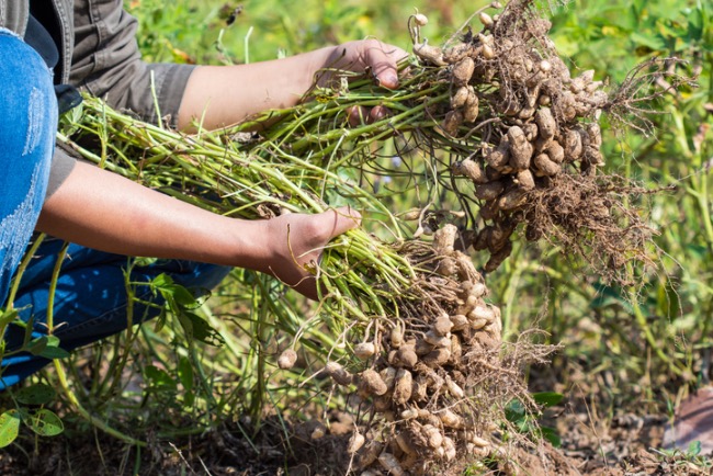 This One Crop Could Give You Your Best Vegetable Garden Yet