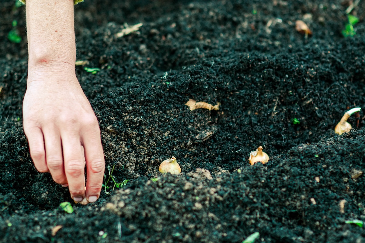 A gardener planting a set of onions in a row.
