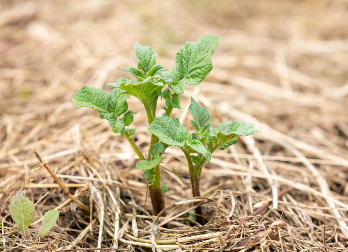 potato-growing-in-hay-picture-id1204222992