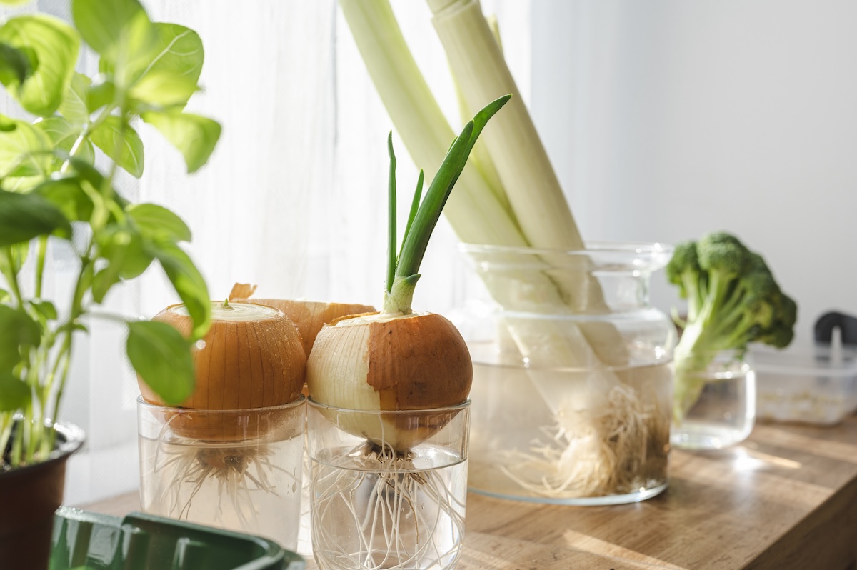 Several onions being propagated in mason jars.