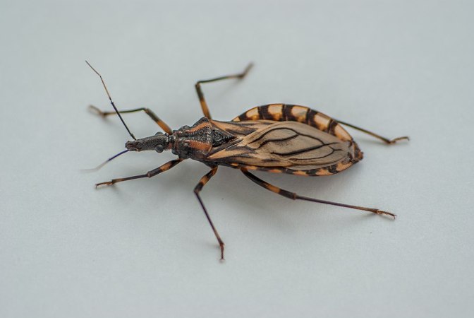 Assassin Bugs: Beneficial Insects That Kill Garden Pests Bob Vila