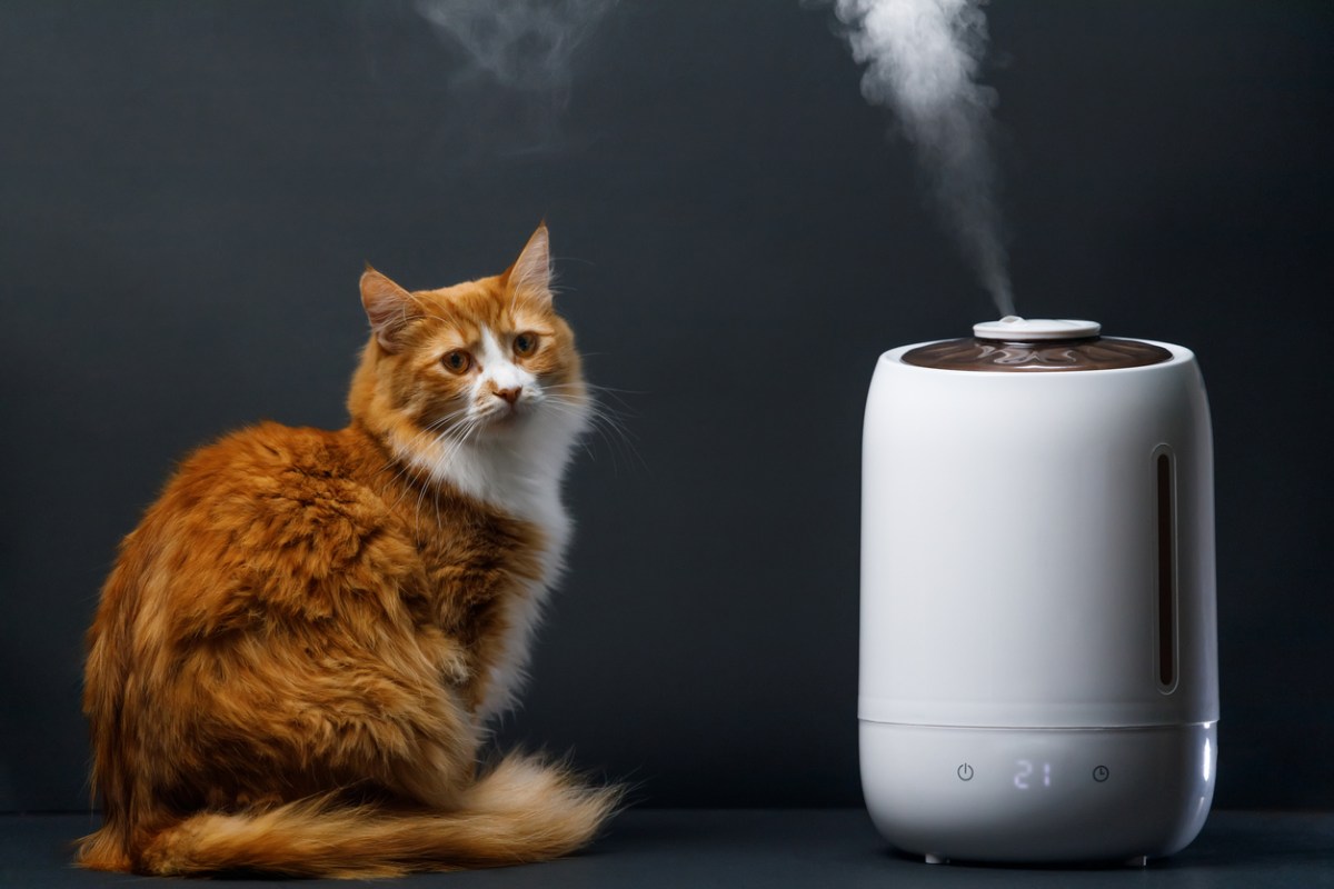 The best air purifier for pet sitting on a dark surface in a room with dark walls and running as a cat sits next to it.