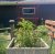 Best Tomato Cages