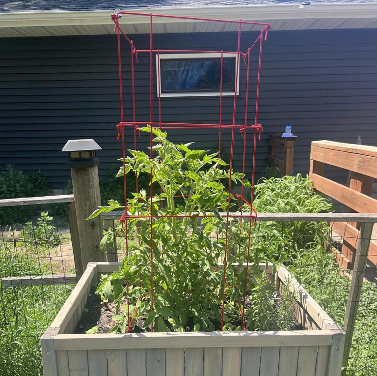 Best Tomato Cages
