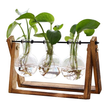 XXXFLOWER Plant Terrarium with Wooden Stand