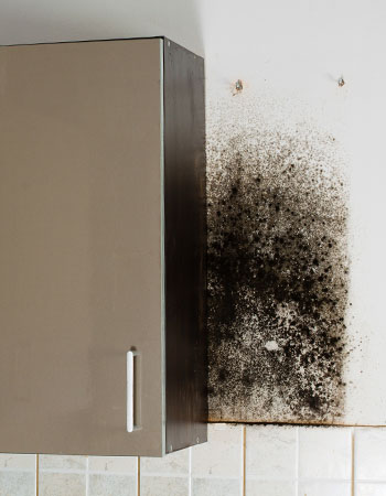 Black Mold as a Black Stain