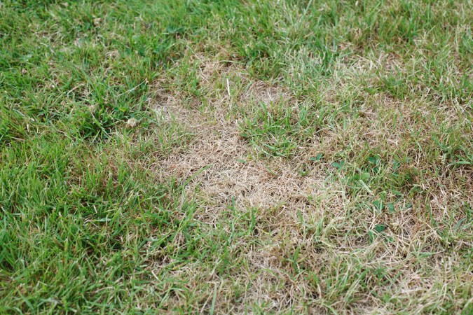 Solved! Can My Dead Grass Be Saved?