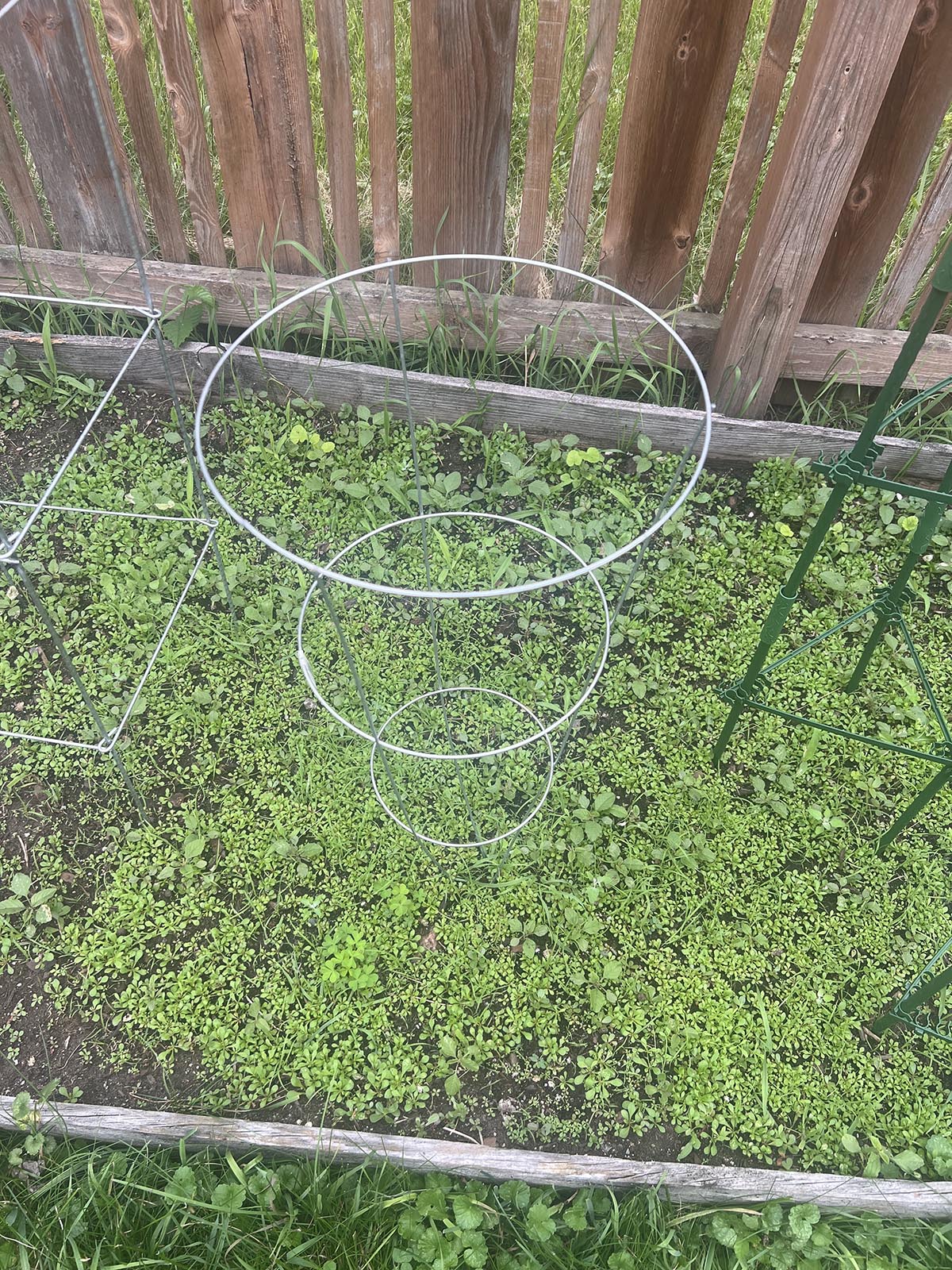 Panacea in ground