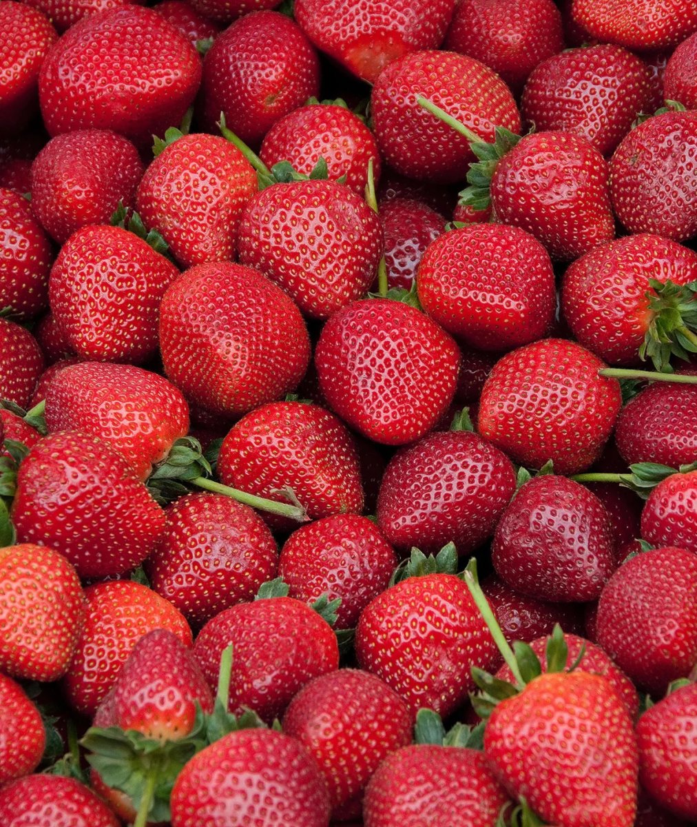 Quinault strawberries