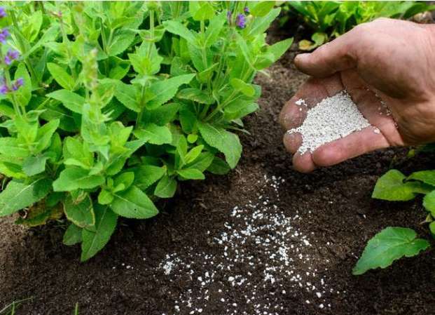 7 Fertilizer Mistakes Most Home Gardeners Make