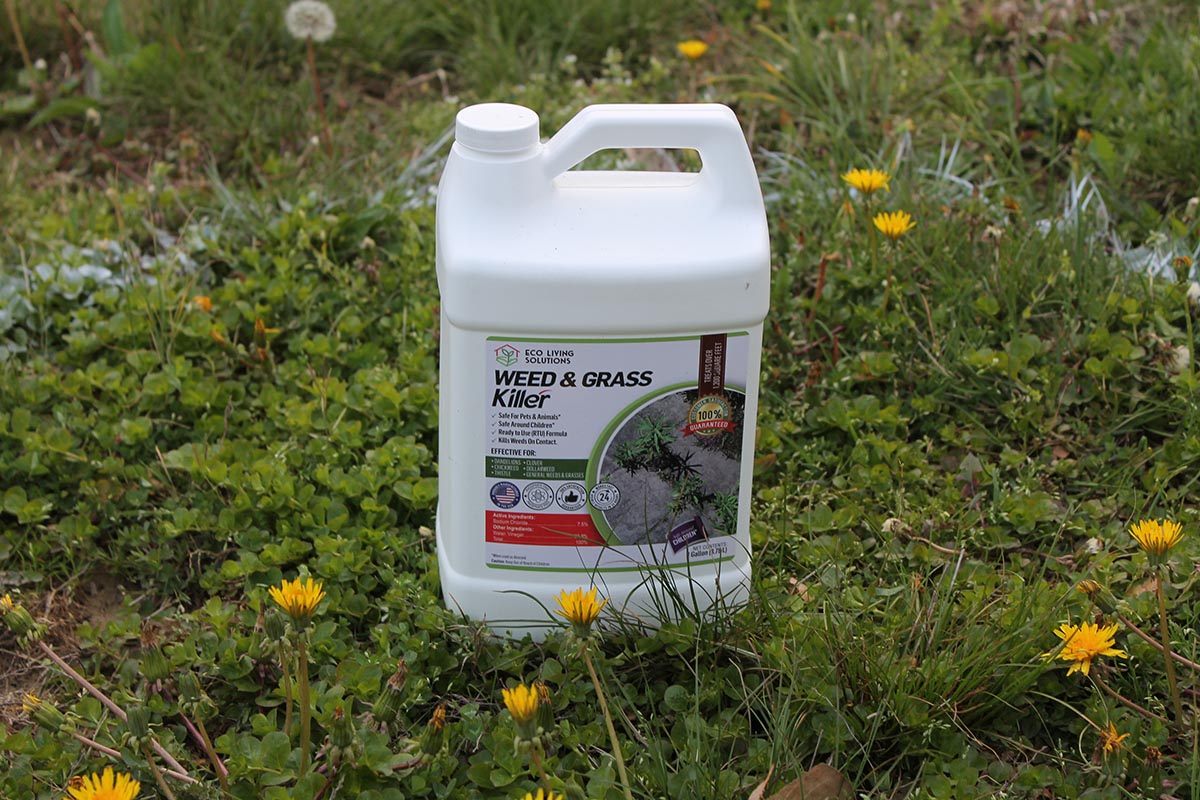 The Best Dandelion Killer Eco Living Organic Weed Killer