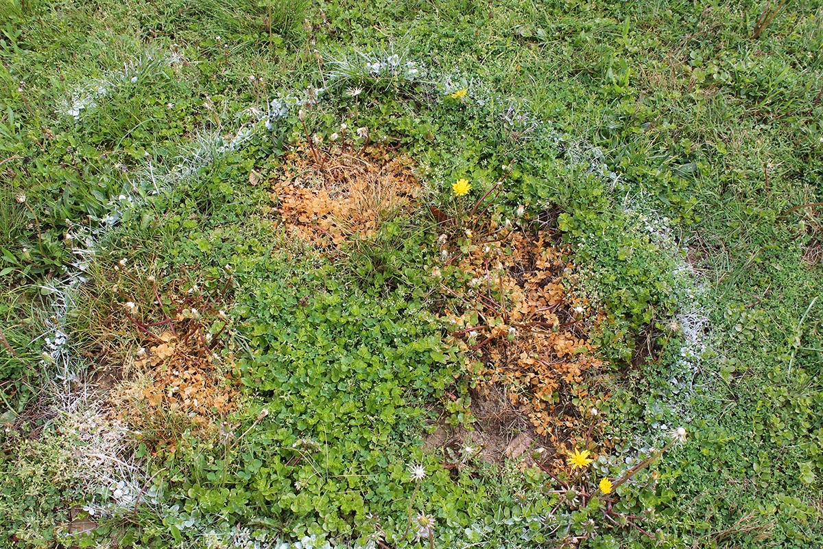 The Best Dandelion Killer Eco Living Weed Killer Results